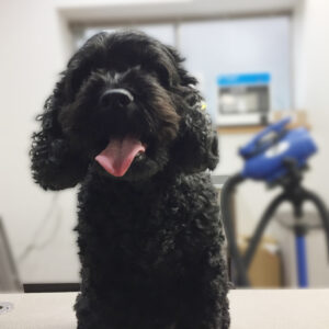 よろしくミックス