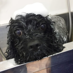 シャンプーミックス