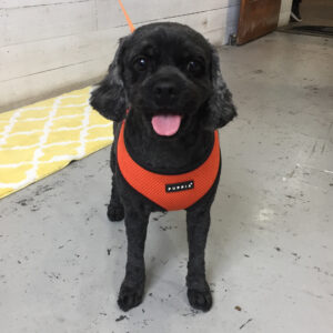 仕上がりミックス