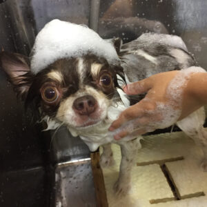 シャンプーチワワ