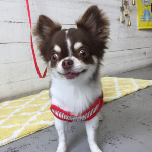 仕上がりチワワ