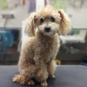 よろしくトイプー