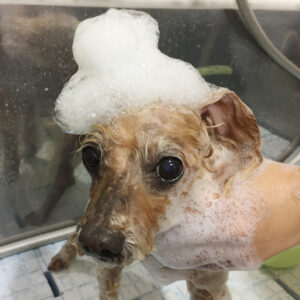 シャンプートイプー