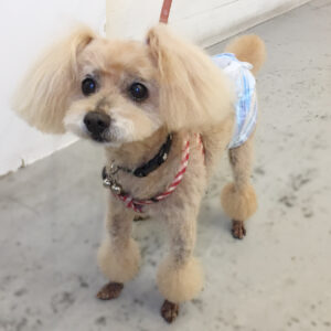 仕上がりトイプー