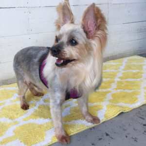 仕上がりヨーキー