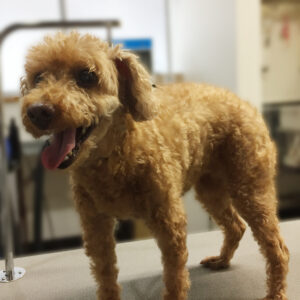 よろしくトイプー