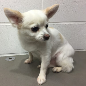 よろしくチワワ