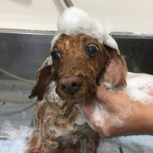 シャンプートイプー