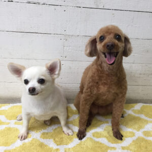 仕上がりトイプー&チワワ