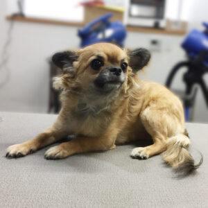 よろしくチワワ