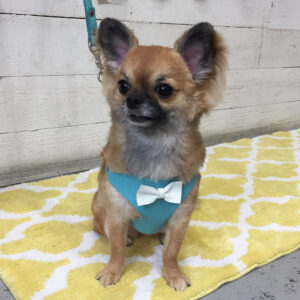 仕上がりチワワ