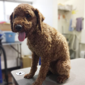 よろしくトイプー