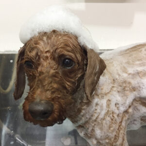 シャンプートイプー