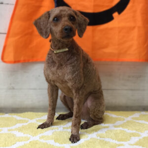 仕上がりトイプー