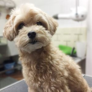 よろしくミックス