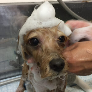 シャンプーミックス