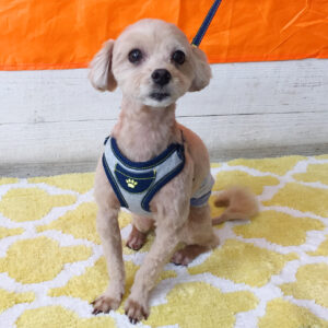 仕上がりミックス