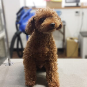 よろしくトイプー