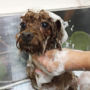 シャンプートイプー