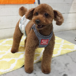 仕上がりトイプー