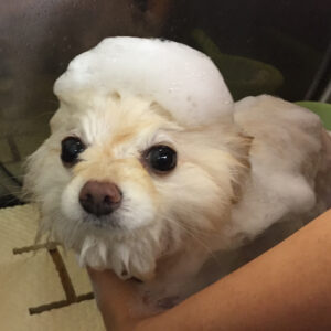 シャンプーポメ