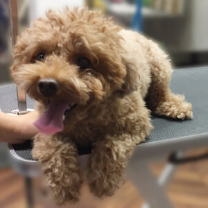 よろしくトイプー