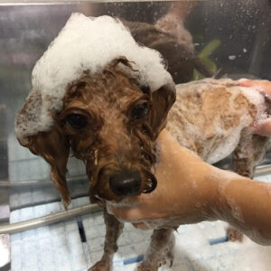 シャンプートイプー