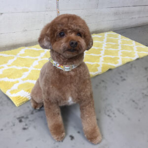 仕上がりトイプー