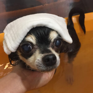 お風呂チワワ