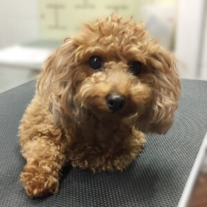 よろしくトイプー