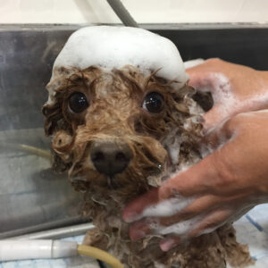 シャンプートイプー