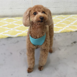 仕上がりトイプー