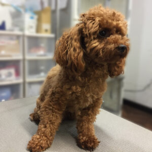 よろしくトイプー