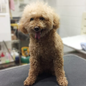 よろしくトイプー