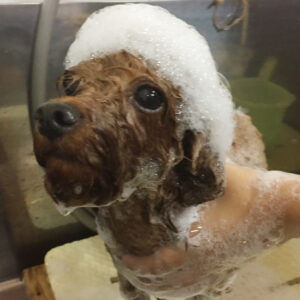 シャンプートイプー