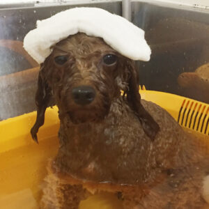 お風呂トイプー