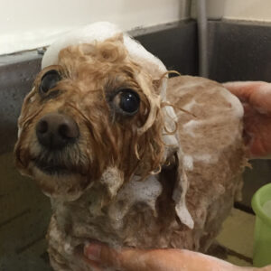 シャンプートイプー