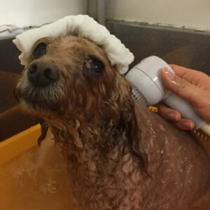 お風呂トイプー