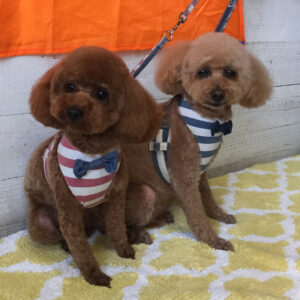 仕上がりトイプー