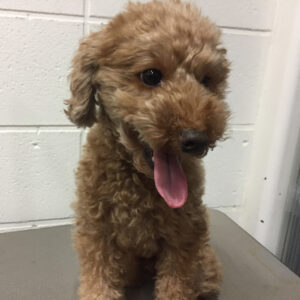 よろしくトイプー