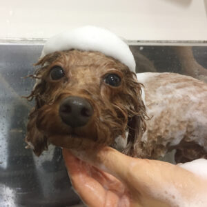 シャンプートイプー