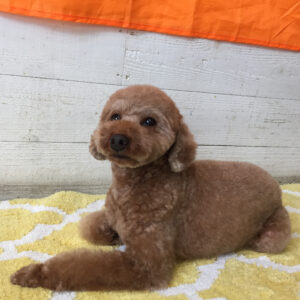 仕上がりトイプー