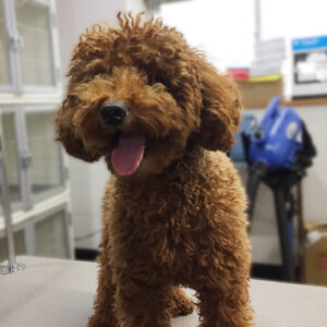 よろしくトイプー