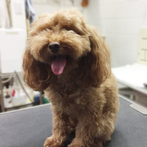 よろしくトイプー