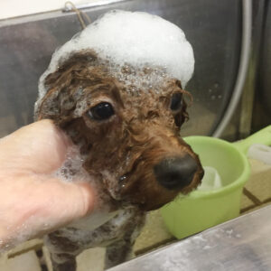 シャンプートイプー