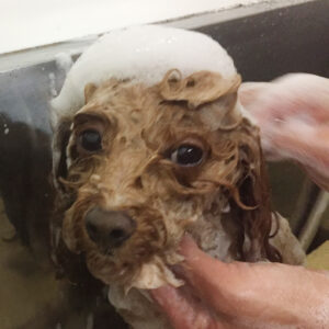 シャンプートイプー