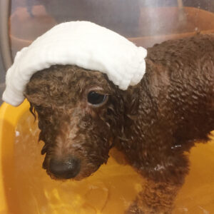 お風呂トイプー