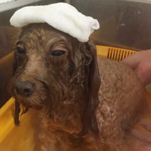 お風呂トイプー