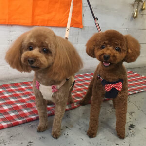 仕上がりトイプー