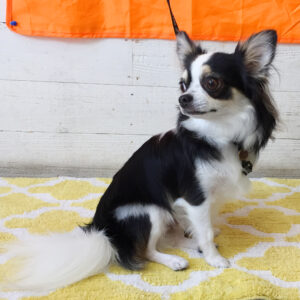 仕上がりチワワ